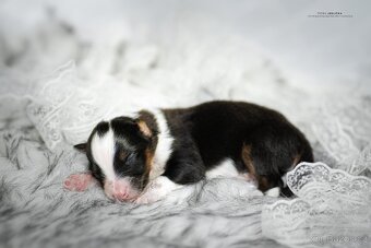 Australský ovčák s PP FCI - 4