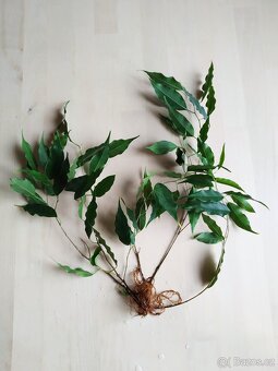 Fikus Benjamin zakořeněné řízky - 4