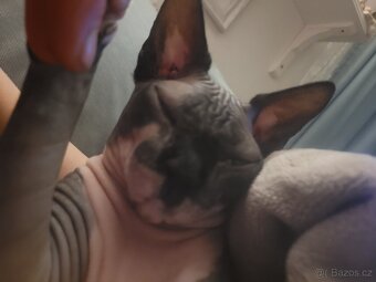 Kanadský sphynx - 4
