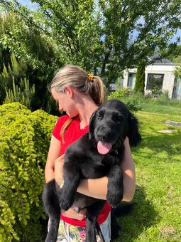 Štěně Flat coated retriever - 4