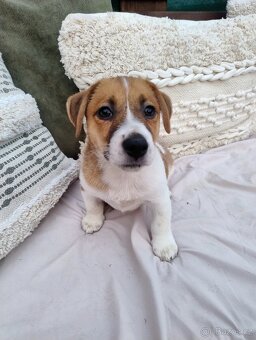 Jack Russell teriér - 4