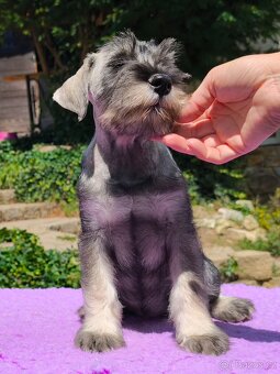 Střední knírač pepř a sůl - fenky - 4
