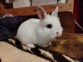 Zakrslý králík, králíček Kaktus - 4