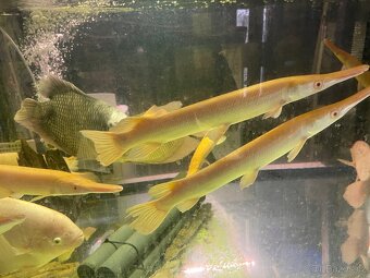 Prodam Aligator albin , sumce , arowana , pirana - 4