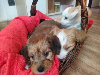 Štěňátka křížence MOMENTÁLNĚ VŠICHNI REZERVOVÁNI - 4