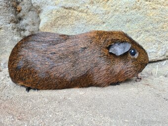 Morče - kluk, věk rok a kousek - 4