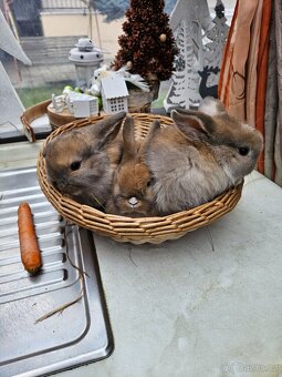 Zakrslý králík - 4