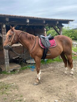 Český teplokrevník - 4