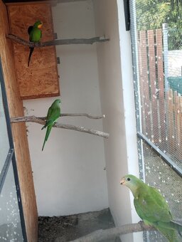 Prodám rozely, papousky nádherné - 4