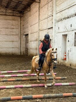 Poník na prodej - 4