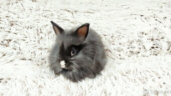 Zakrslý králík, králíček- HOLLY - 4