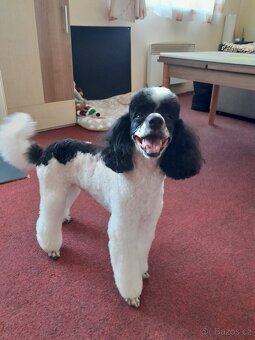 Pudlik  ke krytí - 4