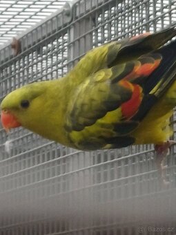 Papoušek kouřový - 4