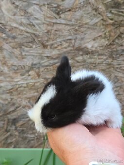 Mini  králíčci k   odběru - 4
