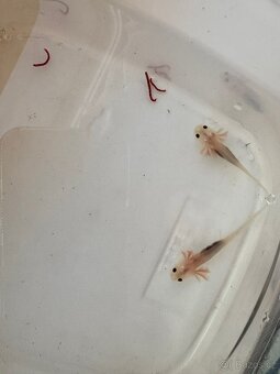 Axolotl mexický - vodní dráček - 4