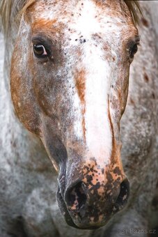 Připouštění Appaloosa - 4