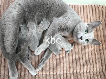 Ruská modrá kočka - koťátka s PP - 4