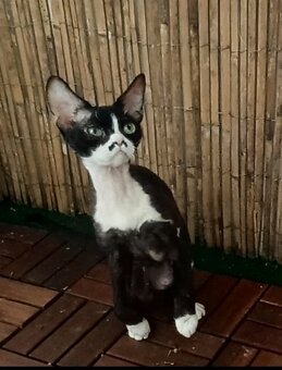 Devon Rex - 4
