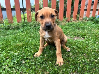 Štěňátka Pitbull X stafordširský bulteriér - 4