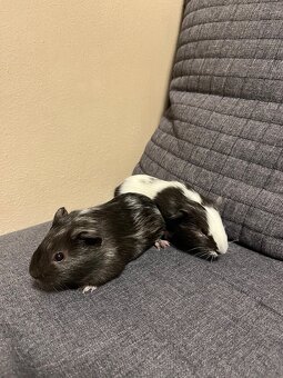 Mláďata morčata - 4