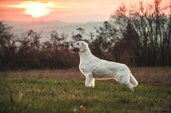 Golden retriever -Zlatý retrívr - 4