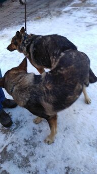 Štěně německý ovčák - 4