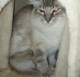 Ragdoll kocur na krytie - 4