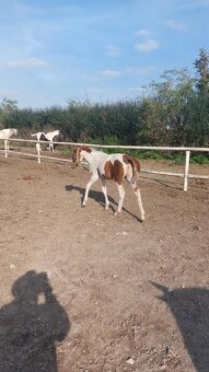 Prodám kobylku  podílovou american  paint horse. - 4