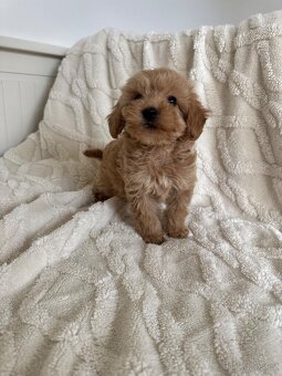 Cavapoo s pp/ registrací - 4