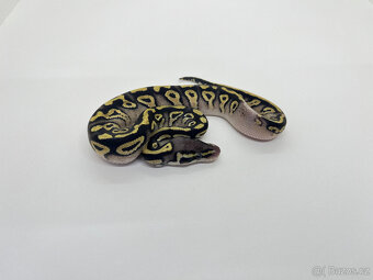 Krajta královská (Python regius) - 4