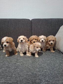 Maltipoo - 4