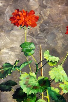 Zátiší s muškáty, H.Friedrich, 375 × 615 mm - 4