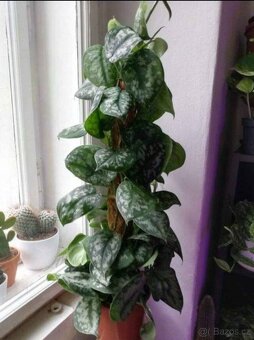 Speciální květináče pro popínavé rostliny - 4