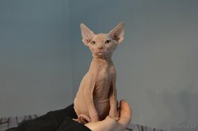 Kanadský sphynx - Koťata bez PP - 4