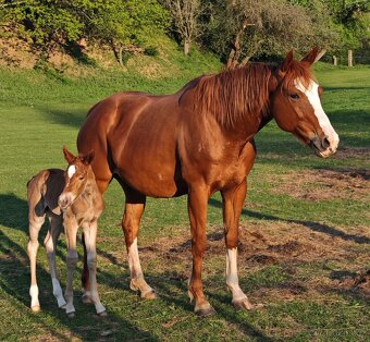 Paint horse - 4