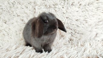 Zakrslý beránek, králíček, králík - ELLA - 4