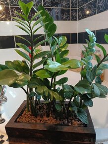 Zamioculcas Zamiifolia 4+1 zdarma - 4