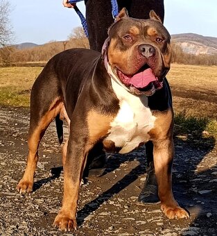 American Bully XL - 4