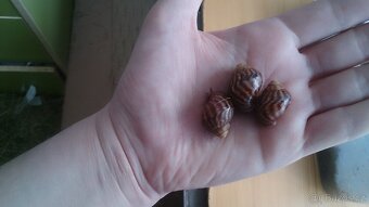 Achatina immaculata, achatina reticulata - 4