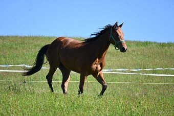 Paint horse valášek - 4