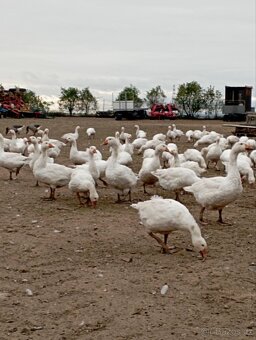 Prodej hus a brojlerů - 4