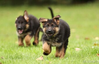 Německý ovčák - pejsek s PP typ Rex - 4