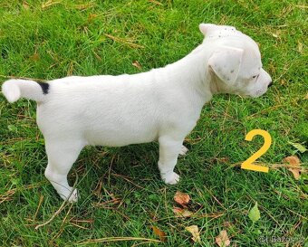 Jack Russel terier, kouzelné trikolor fenečky - 4