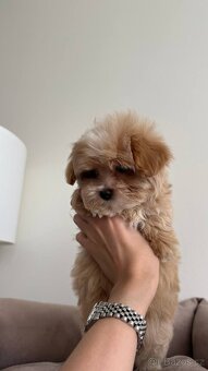 Maltipoo Světlý chlapeček - 4