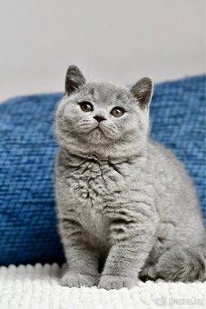 Britská modrá koťátka s PP - PRODANÍ - 4