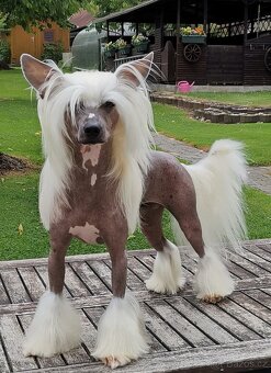 Čínský chocholatý pes - fenecka s PP - 4