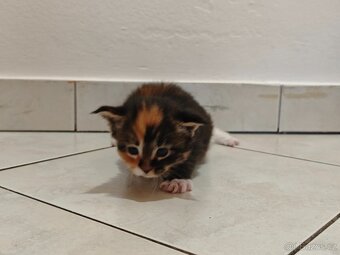 Mainská mývalí koťátka - 4