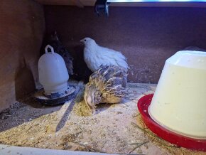 Křepelky japonské - 4