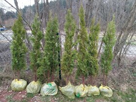 Túje 180cm až 220cm - 4