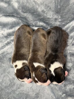 Americký stafordšírsky terier s PP - 4